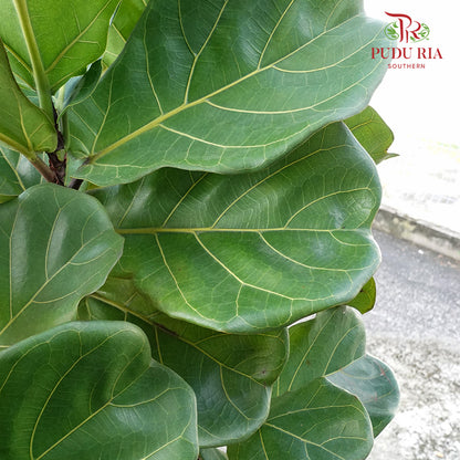 Ficus Lyrata (Single) Big Trunk - Pudu Ria Florist Southern