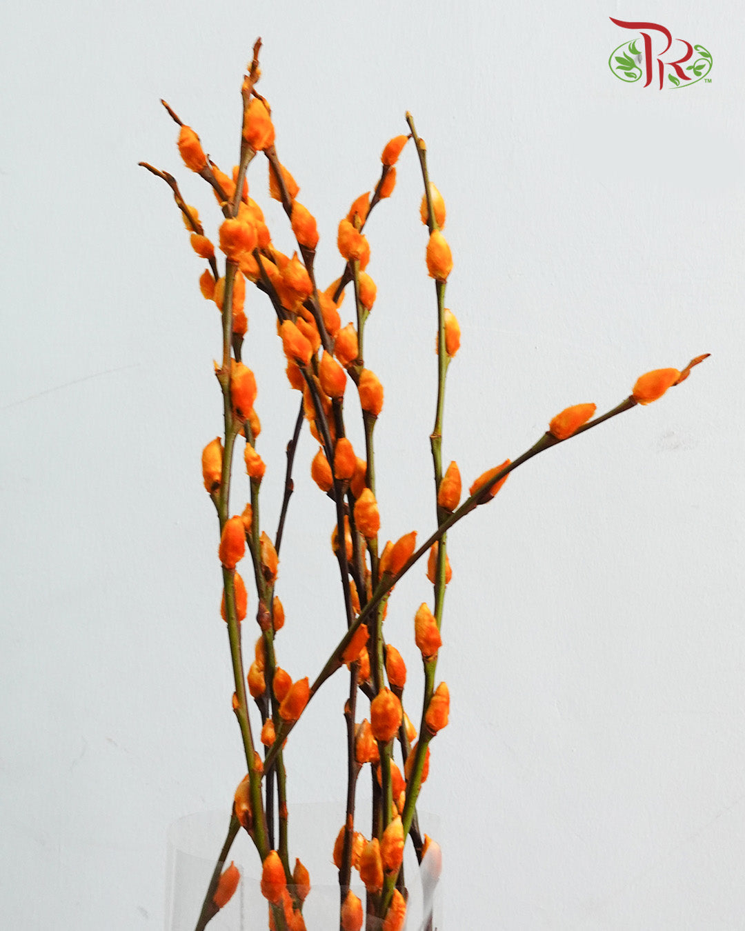 银柳 Pussy Willow Orange - Pudu Ria Florist Southern