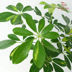 Schefflera Arboricola - Pudu Ria Florist Southern