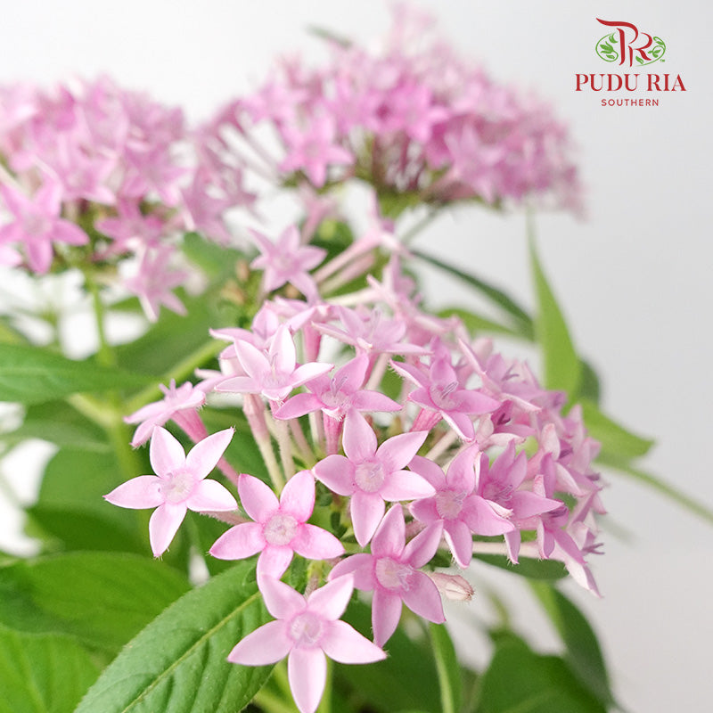 Pentas Pink - Pudu Ria Florist Southern