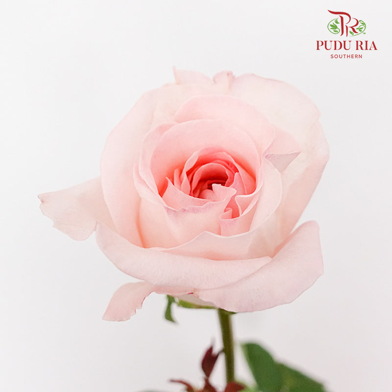 Rose Perfume Pagoda (8-10 Stems) - Pudu Ria Florist Southern