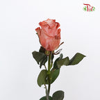 Rose Pink Cloccolate  (8-10 Stems) - Pudu Ria Florist Southern