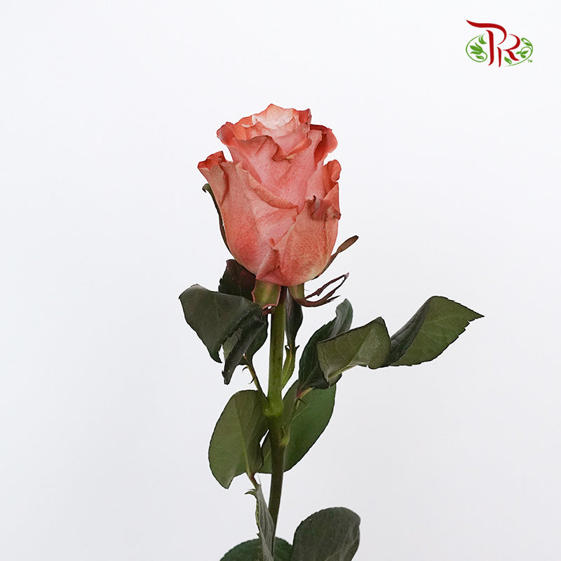 Rose Pink Cloccolate  (8-10 Stems) - Pudu Ria Florist Southern