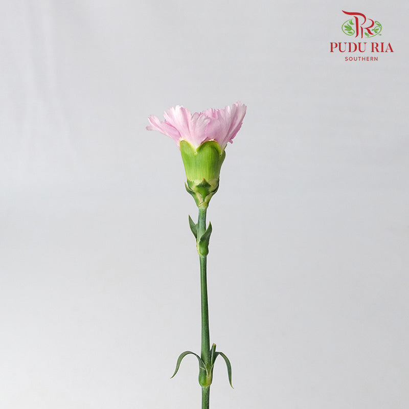 Carnation St Nankie 18-20 Stems - Pudu Ria Florist Southern