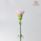 Carnation St Nankie 18-20 Stems - Pudu Ria Florist Southern