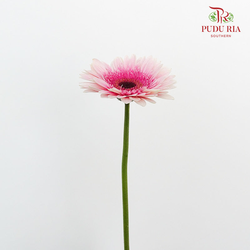 Gerbera Purple/White (8-10 Stems) - Pudu Ria Florist Southern