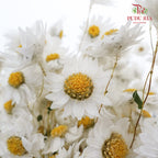 Dry Rubia - White - Pudu Ria Florist Southern