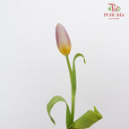Tulip Purple/Yellow  (8-9 Stems) - Pudu Ria Florist Southern
