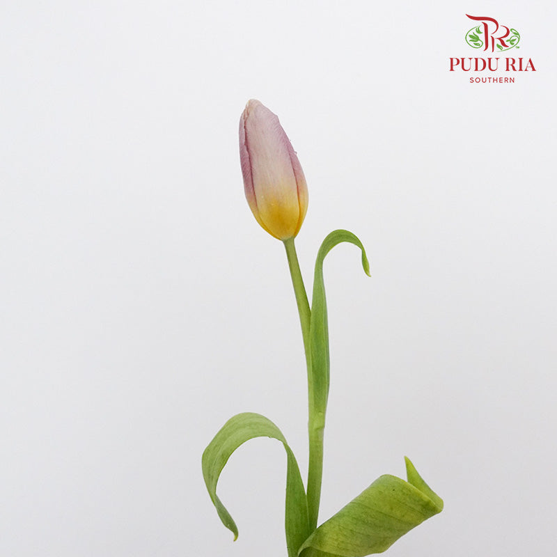 Tulip Purple/Yellow  (8-9 Stems) - Pudu Ria Florist Southern