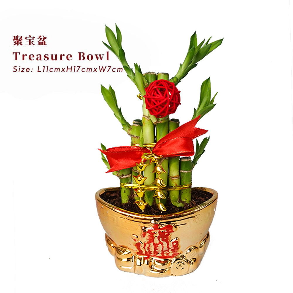 Treasure Bowl 聚宝盆/ Per Pot - Pudu Ria Florist Southern