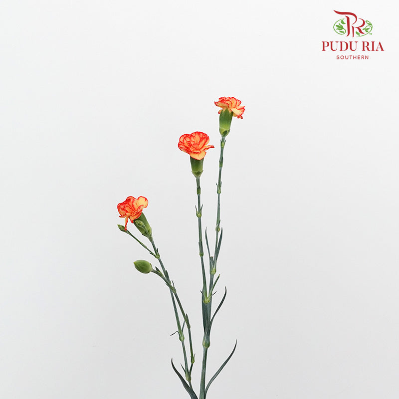 Carnation Spray Yellow/Orange (18-20 Stems) - Pudu Ria Florist Southern