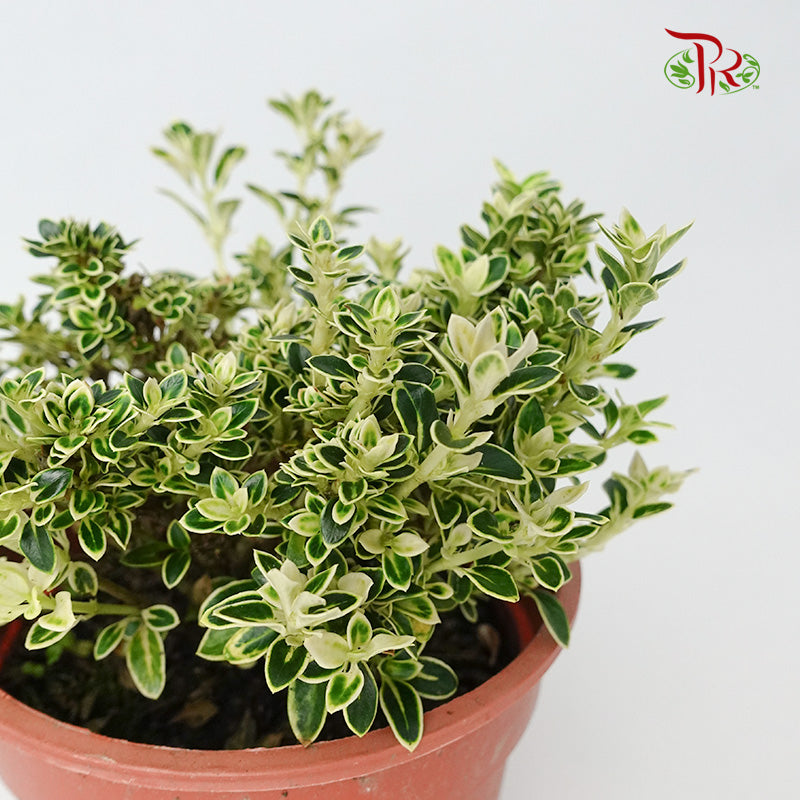 Serissa Variegated Bali - Pudu Ria Florist Southern