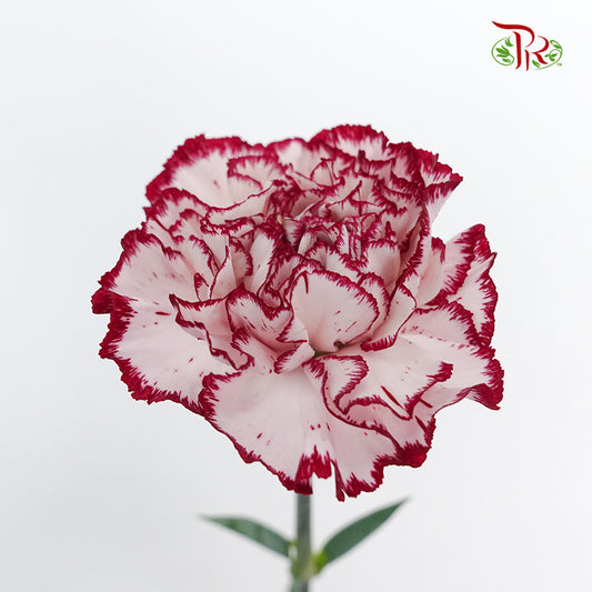 Carnation White/Red  (18-20 Stems) - Pudu Ria Florist Southern