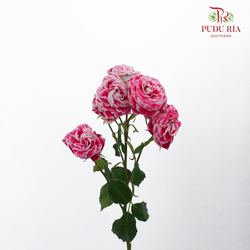 Rose Spray Impressionst (6 Stems) - Pudu Ria Florist Southern