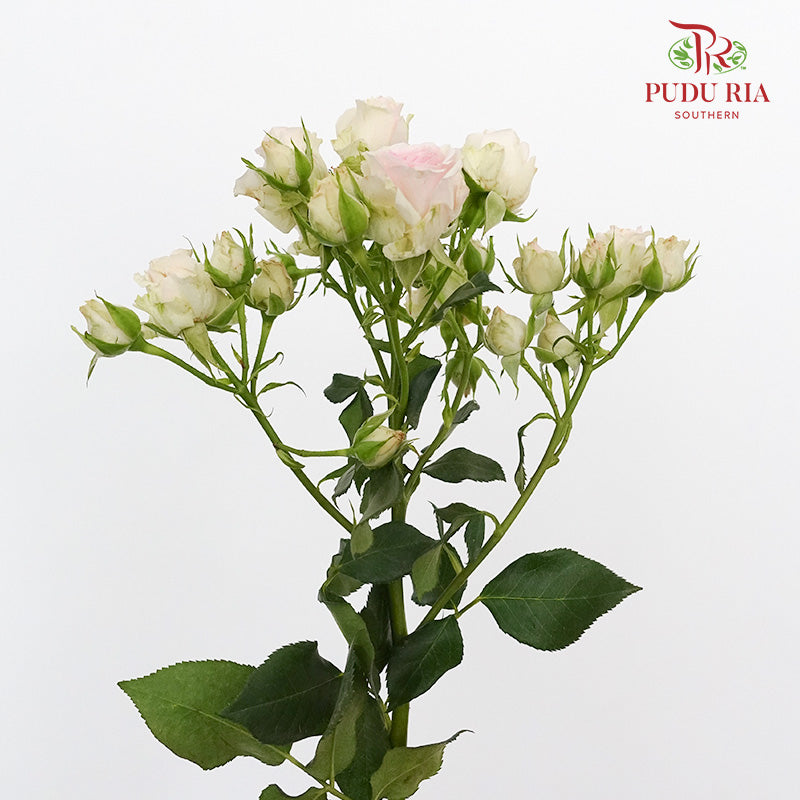 Rose Spray Light Pink (8-10 Stems) - Pudu Ria Florist Southern