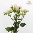 Rose Spray Light Pink (8-10 Stems) - Pudu Ria Florist Southern