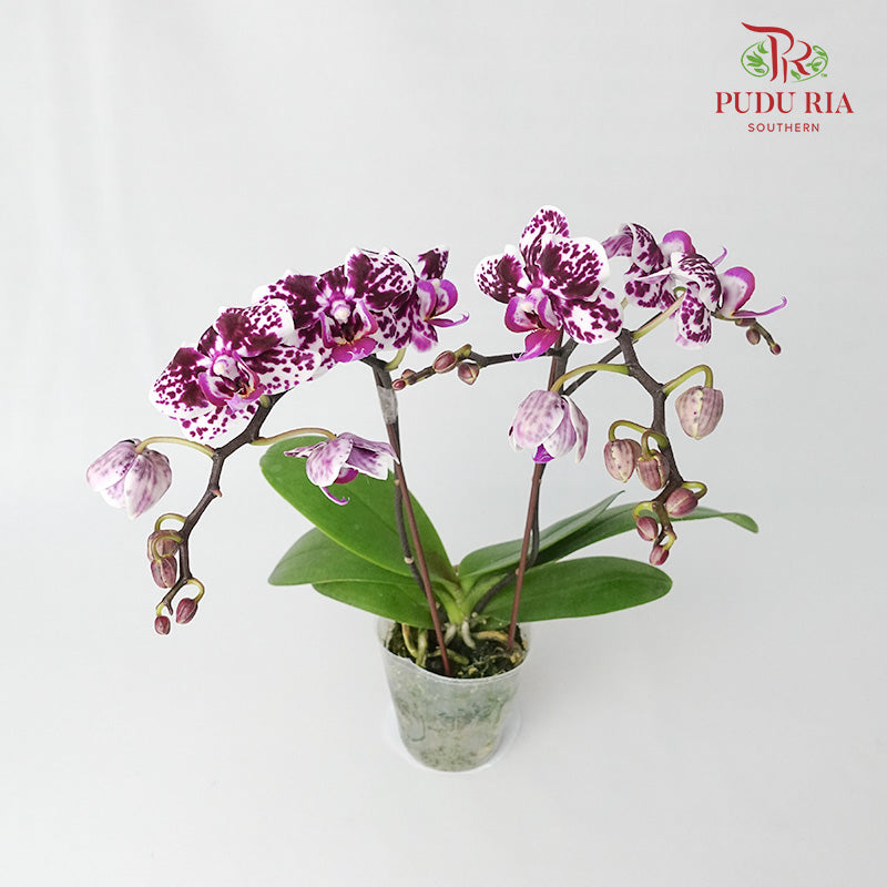 Phalaenopsis Orchid Two Tone Dark Purple Without Pot / Per Stem (S) - Pudu Ria Florist Southern