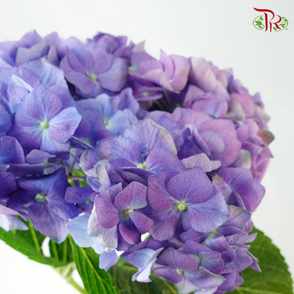 Hydrangea Purple / Per Stem - Pudu Ria Florist Southern