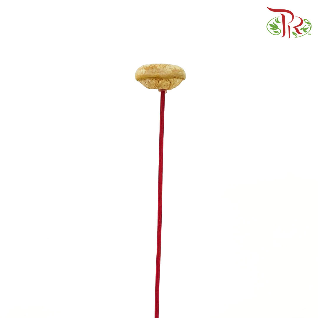 Dry Mushroom - Offer Item - Pudu Ria Florist Southern