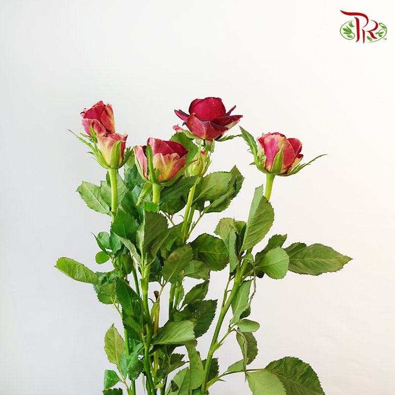Rose Spray Pretty (8-10 Stems) - Pudu Ria Florist Southern