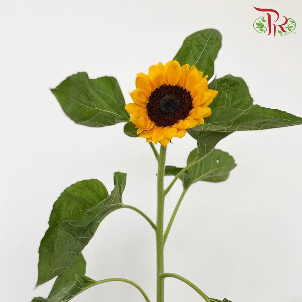 Sunflowers (5 Stems) - Pudu Ria Florist Southern