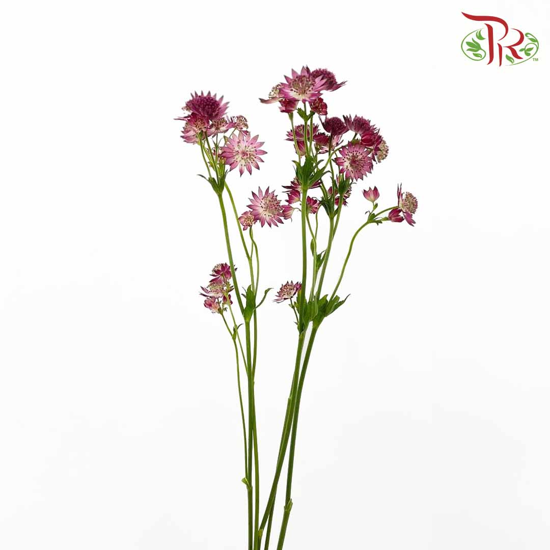 Astrantia (Purple) - Pudu Ria Florist Southern