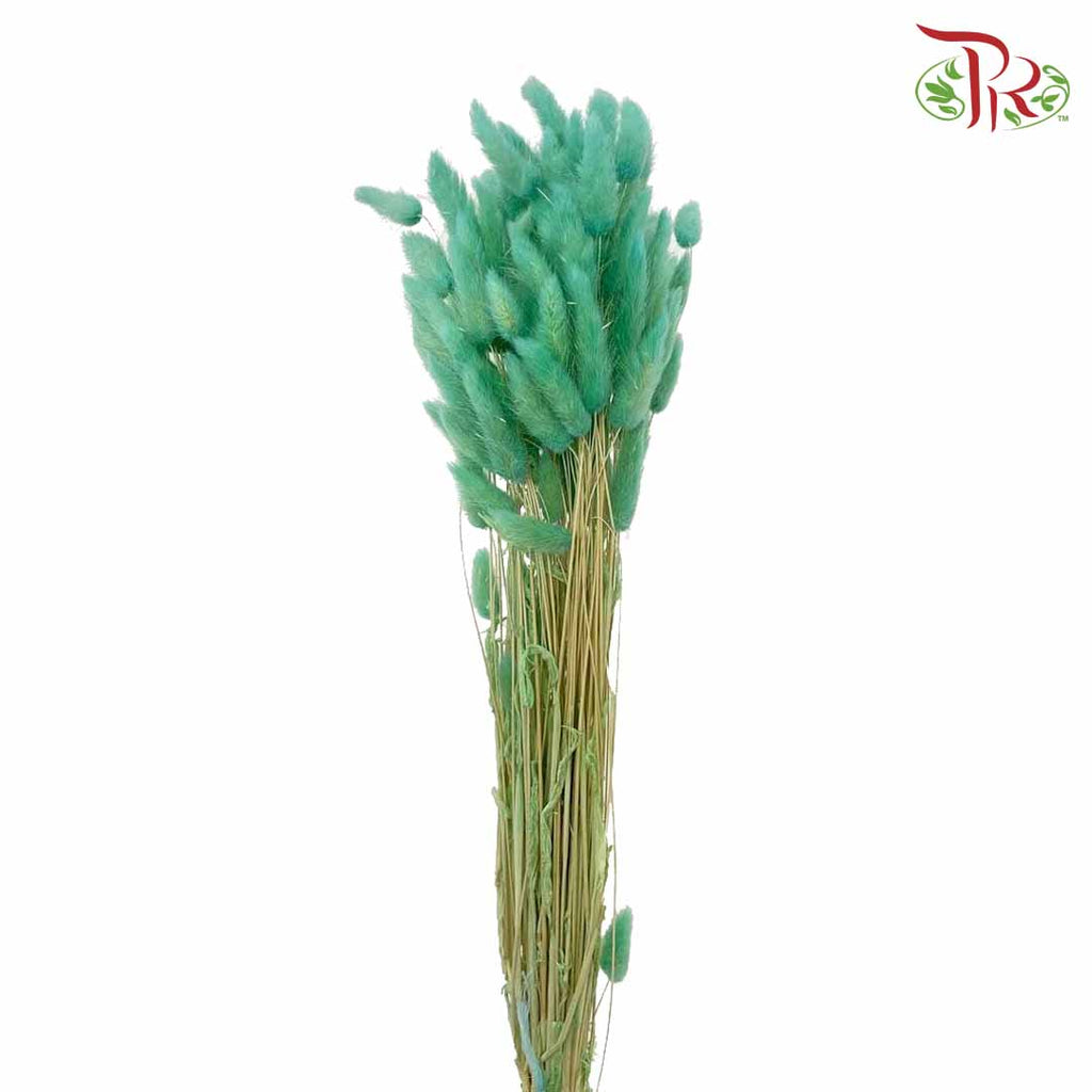Dry Lagurus (Bunny Tails) - Green - Pudu Ria Florist Southern