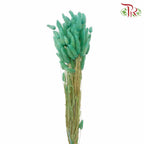 Dry Lagurus (Bunny Tails) - Green - Pudu Ria Florist Southern