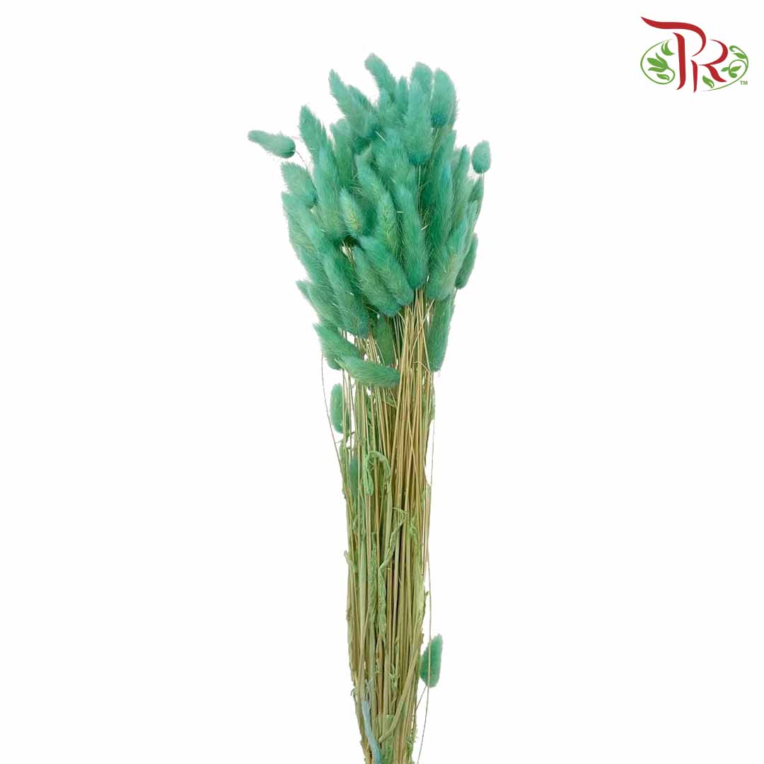 Dry Lagurus (Bunny Tails) - Green - Pudu Ria Florist Southern