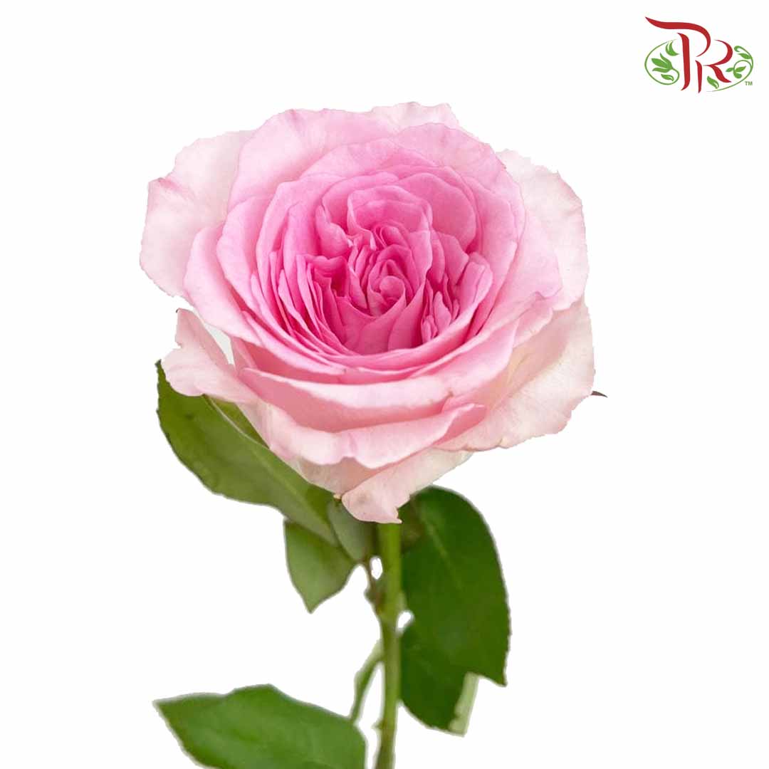 Rose Roselle (8-10 Stems) - Pudu Ria Florist Southern