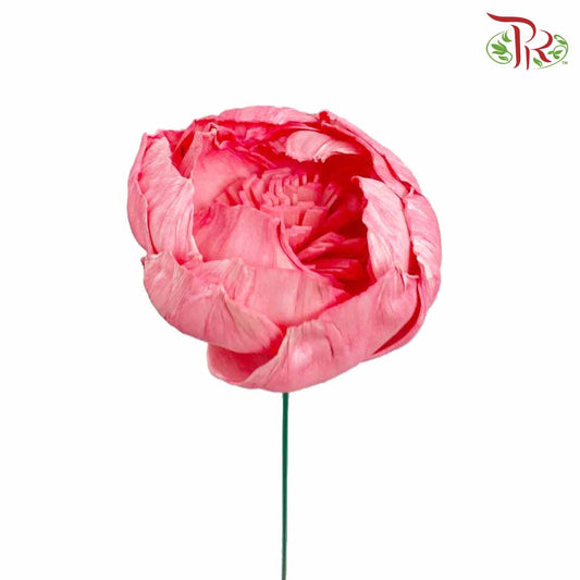 Dry Sola Rose Big - Pink - Pudu Ria Florist Southern