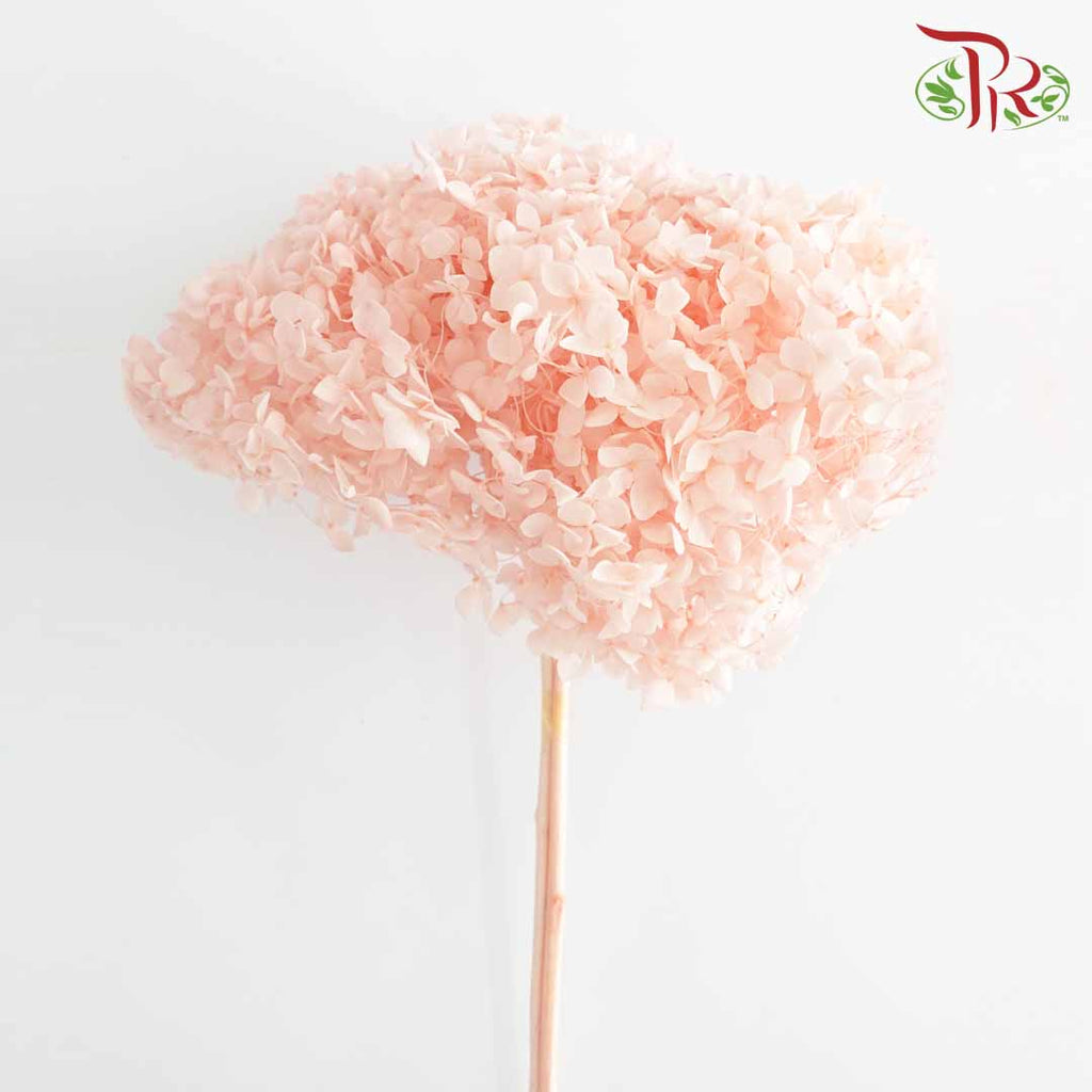Preservative Hydrangea - Blush / Per Stem - Pudu Ria Florist Southern