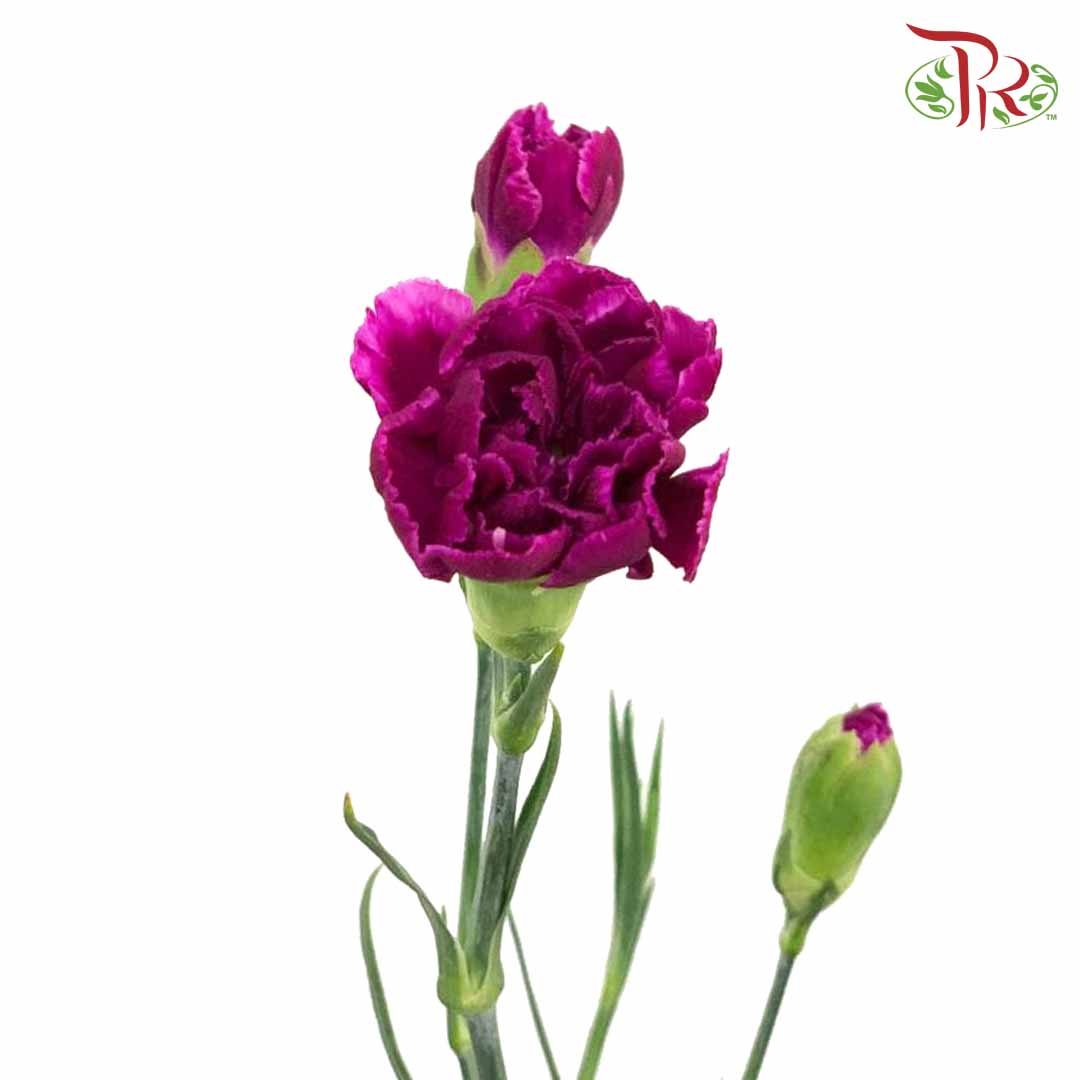 Carnation Spray Purple (18-20 Stems) - Pudu Ria Florist Southern
