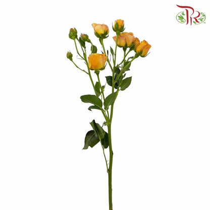 Rose Spray Orange (8-10 Stems) - Pudu Ria Florist Southern
