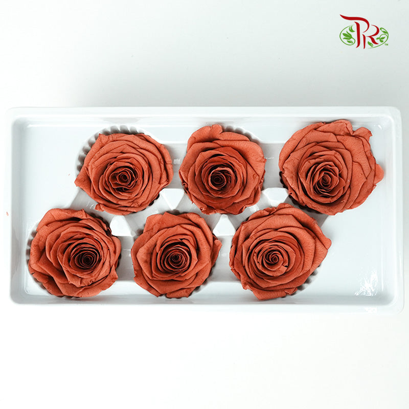 6 Bloom Preservative Rose - Brown - Pudu Ria Florist Southern