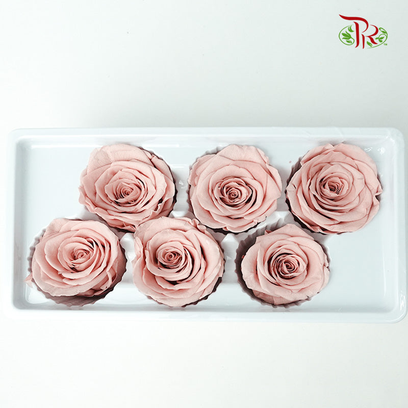 6 Bloom Preservative Rose - Coral - Pudu Ria Florist Southern