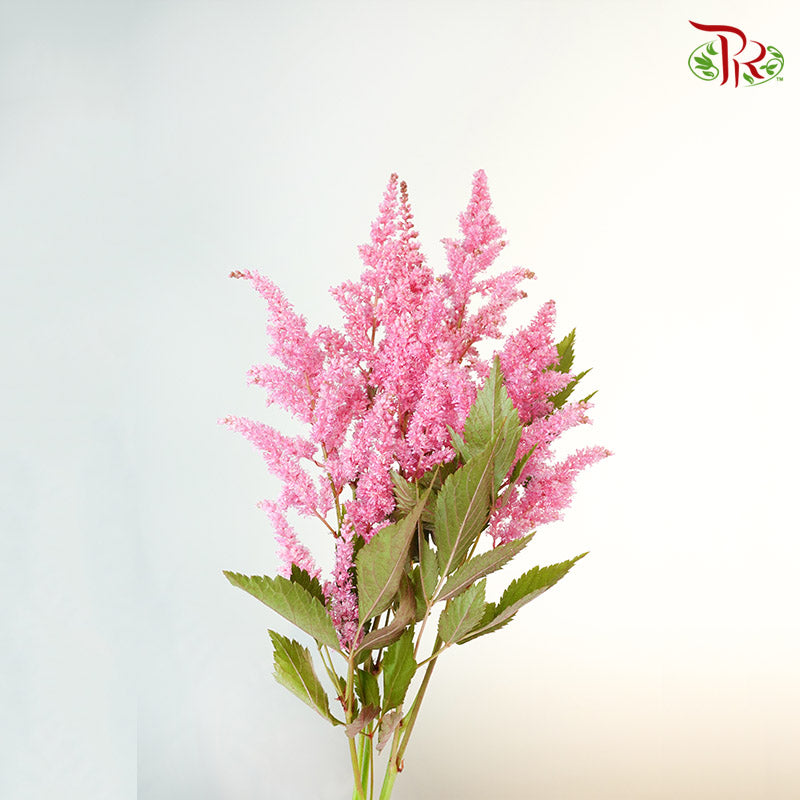 Astilbe Pink (4-5 Stems) - Pudu Ria Florist Southern