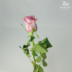Rose Nightgale (8-10 Stems) - Pudu Ria Florist Southern