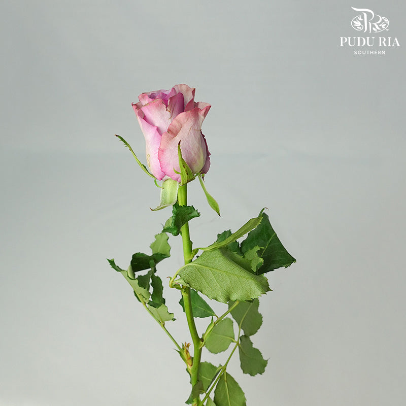 Rose Nightgale (8-10 Stems) - Pudu Ria Florist Southern