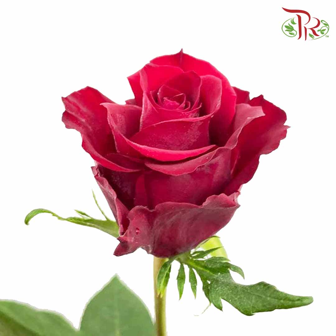 Rose Red (8-10 Stems) - Pudu Ria Florist Southern