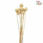 Dry Craspedia Bleached - Pudu Ria Florist Southern