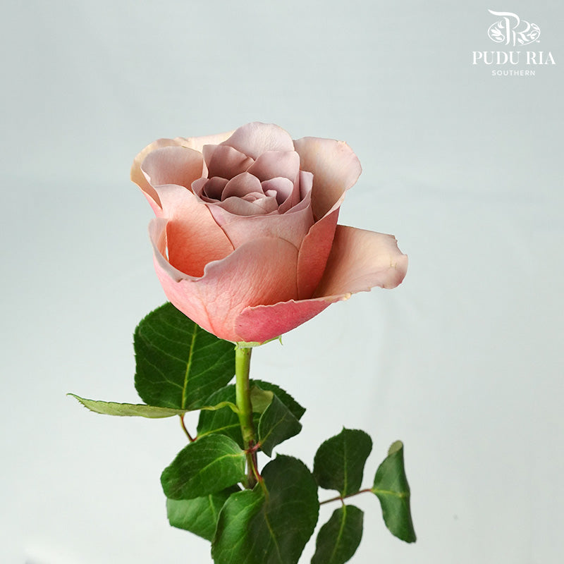 Rose Caffe Latte (8-10 Stems) - Pudu Ria Florist Southern