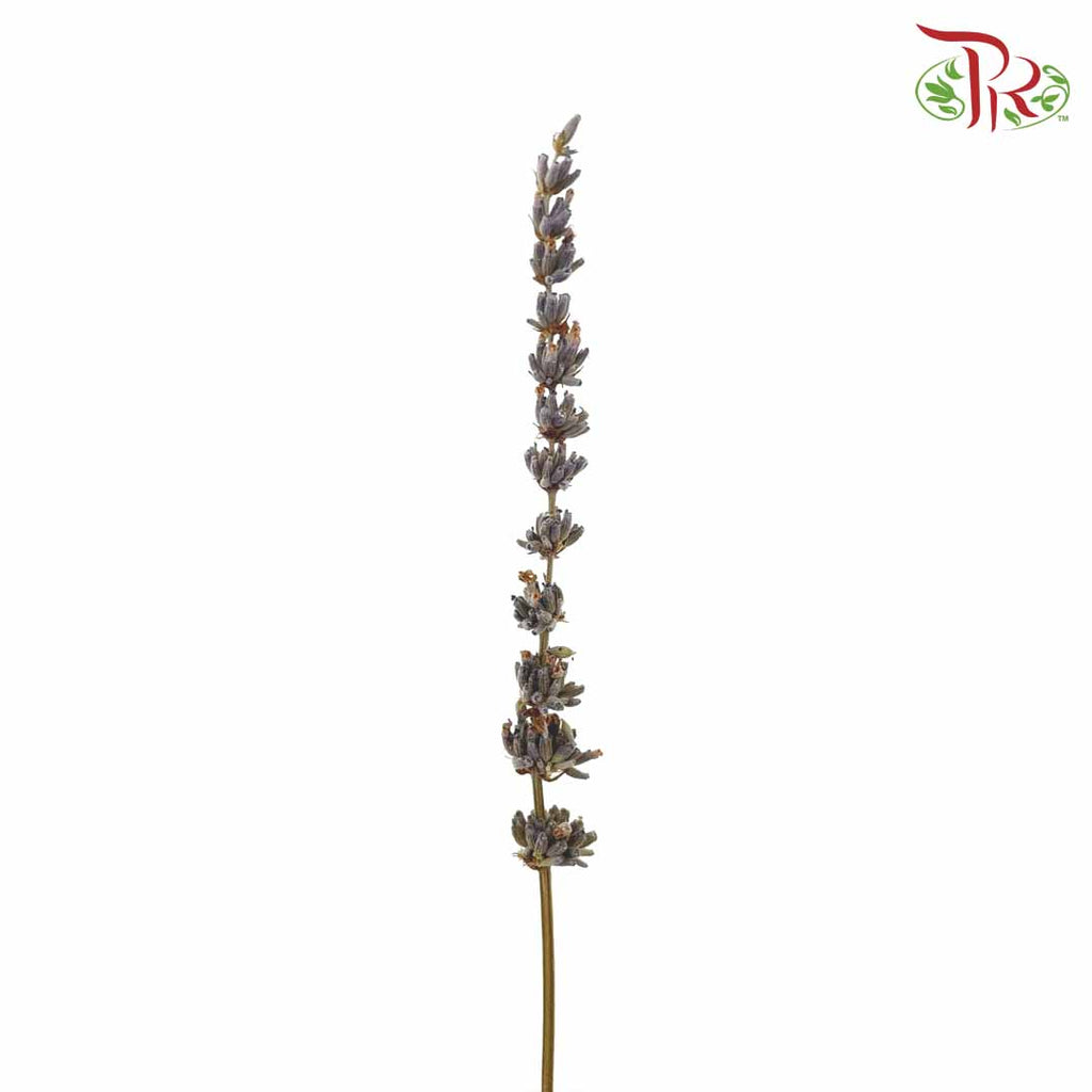 Dry Lavender - Pudu Ria Florist Southern