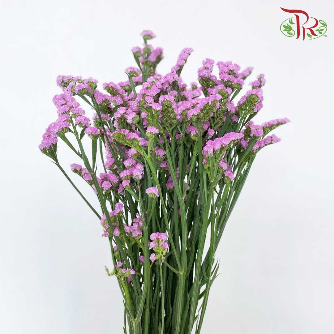 Statice Pink - Pudu Ria Florist Southern