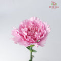 Carnation St Nankie 18-20 Stems - Pudu Ria Florist Southern