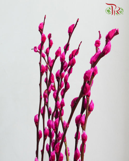 银柳 Pussy Willow Magenta - Pudu Ria Florist Southern