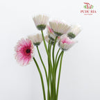 Gerbera Purple/White (8-10 Stems) - Pudu Ria Florist Southern