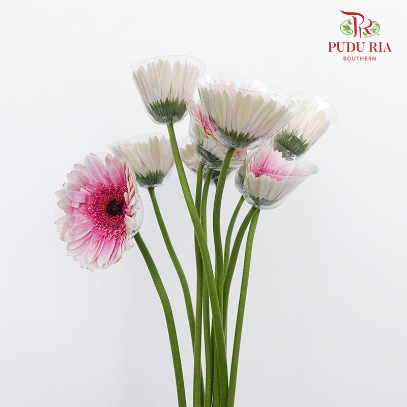 Gerbera Purple/White (8-10 Stems) - Pudu Ria Florist Southern