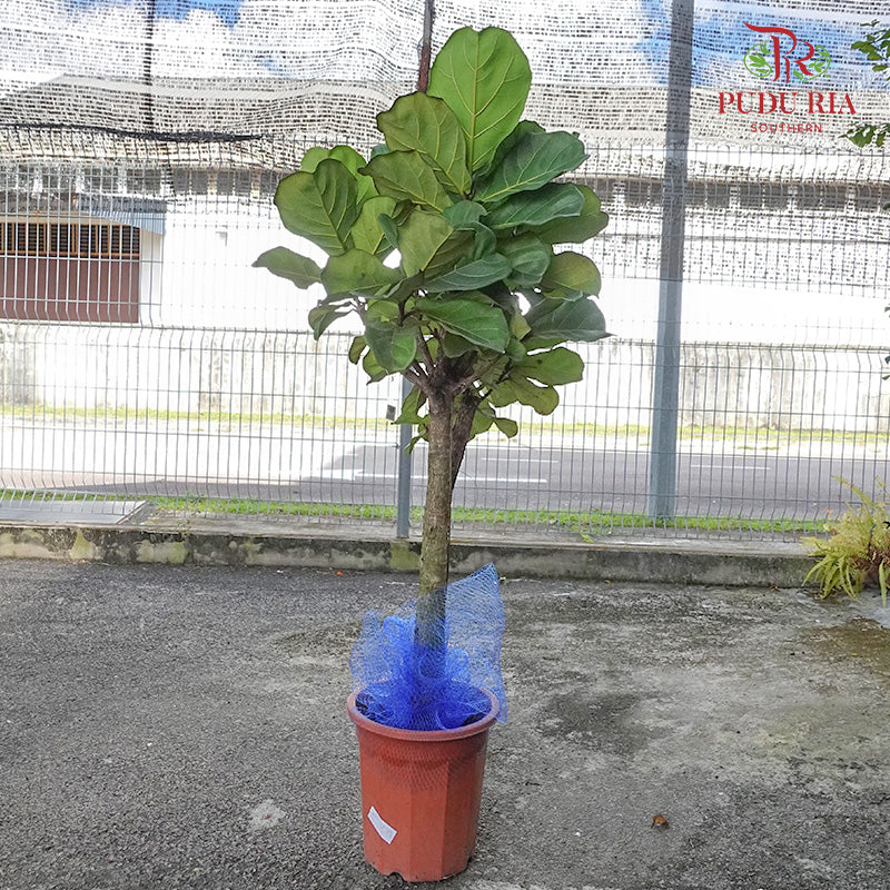 Ficus Lyrata (Single) Big Trunk - Pudu Ria Florist Southern