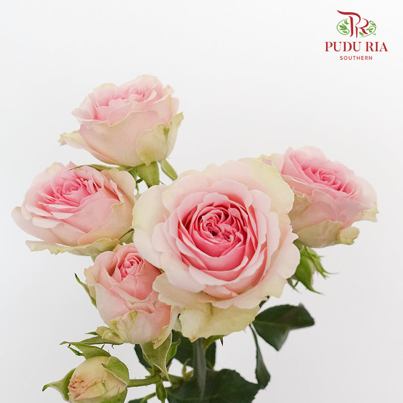 Rose Spray Light Pink (8-10 Stems) - Pudu Ria Florist Southern